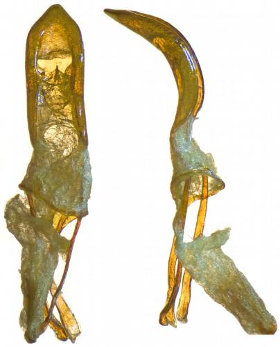Réf. 252 834 : Otiorhynchus seriehispidus